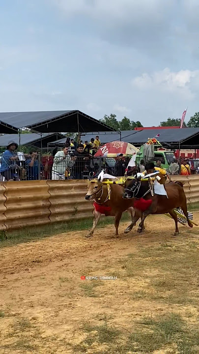 Download lagu SERNASER99 #kerapansapimadura #youtubeshorts #sapimadura