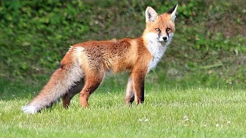 Fox shooting - What cartridges to use?