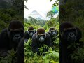 200kg of Pure Power: Why Mountain Gorillas Are Almost Human! 🦍