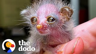 This Tiny Primate Is The World's Cutest Animal | The Dodo