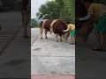Mounting A 1 5 Ton Bull By Stepping On Its Head Severe Neck Injury Warning LivestockSafety Mounting A 1 5 Ton Bull By Stepping On Its Head Severe Neck Injury Warning LivestockSafety