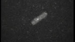 37th 20070220 細胞の中のタンパク分子の動き 01
