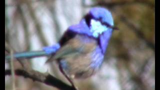 Ptaki Australii: Malurus splendens melanotus 02