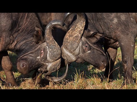 why are cape buffalo so dangerous in fighting - YouTube