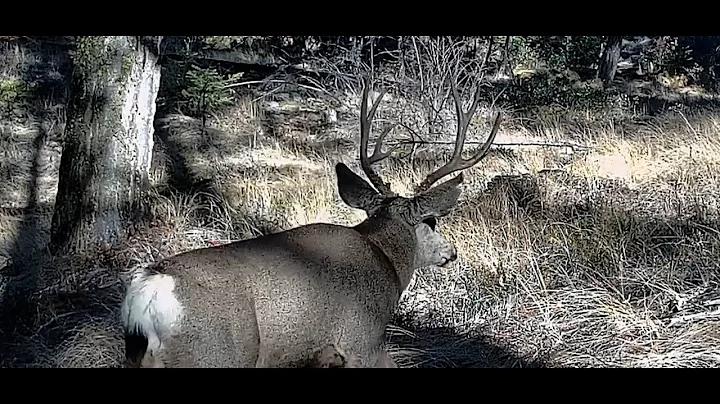 November Mule Deer Hunt In British Columbia 2025