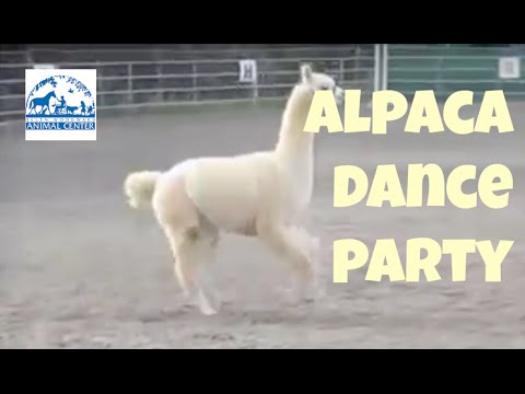 so-cute!-alpaca-prancing