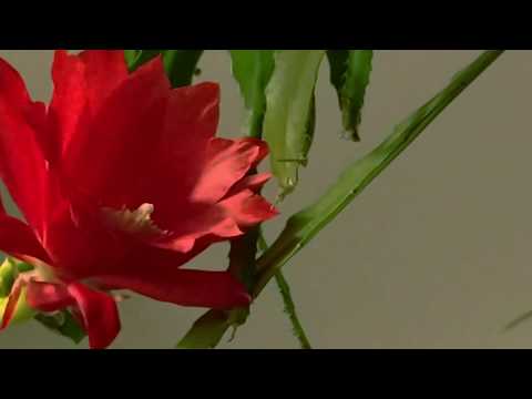 Red Queen Of The Night Time Lapse Flower Opening