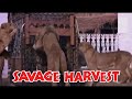 Savage Harvest (1981) (480p) (English)