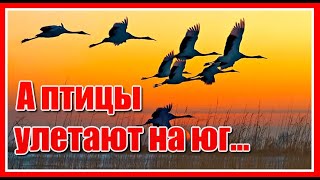 А птицы улетают улетают на юг...✦ - Денис Рычков Красивая песня о любви