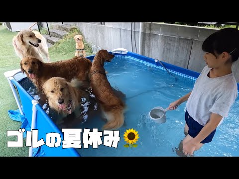 暑いけど兄弟姉妹とたくさん遊んで楽しむゴールデンレトリバーの夏休み