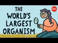 The worlds largest organism  alex rosenthal