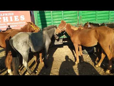 Video: Жылкылардагы жылкылардын артриттери