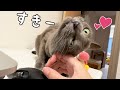 なぜかママの手でデレデレになっちゃう猫ハムちゃん