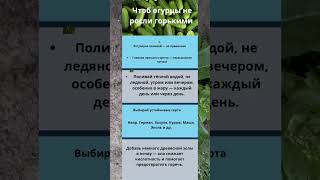 Огурцы без горечи — 4 простых советов #огурцы  #огурцывоткрытомгрунте  #подкормка