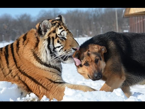 Tiger Deutsch Tiger Deutsch