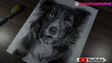 Drawing Realistic Dog | Timelapse