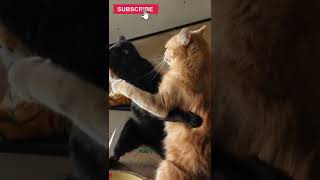 cats try catnip dance #short #CATS