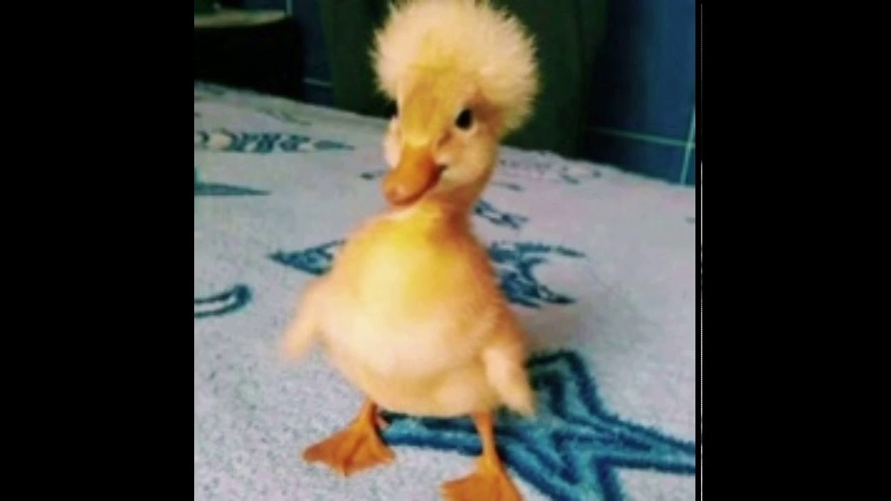 Good Morning spanish Version Crz Sturado YouTube good-morning-spanish-version-crz-sturado-youtube