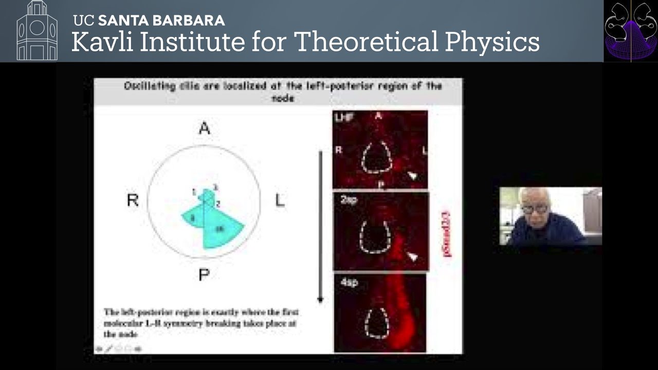 Sensing the fluid flow by immotile cilia for left-right asymmetry ...