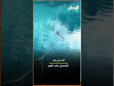 لحظة مرعبة داخل فندق تمساح يقتحم مسبح ا في أستراليا