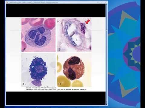 Video: CD45RA + CCR7 - CD8 T-celler Som Mangler Co-stimulatoriske Reseptorer Viser økt Frekvens I Perifert Blod Hos NSCLC Pasienter Som Reagerer På Nivolumab