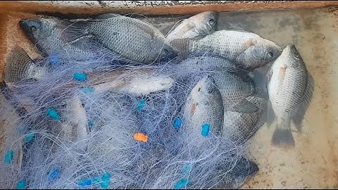 Vừa thả lưới trúng ngay ổ cá rô phi