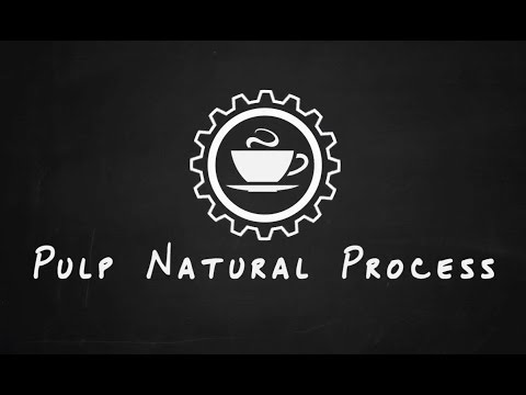 Coffee Processing Explained: What is a Pulped Natural / Honey Process Coffee? | Hasbean