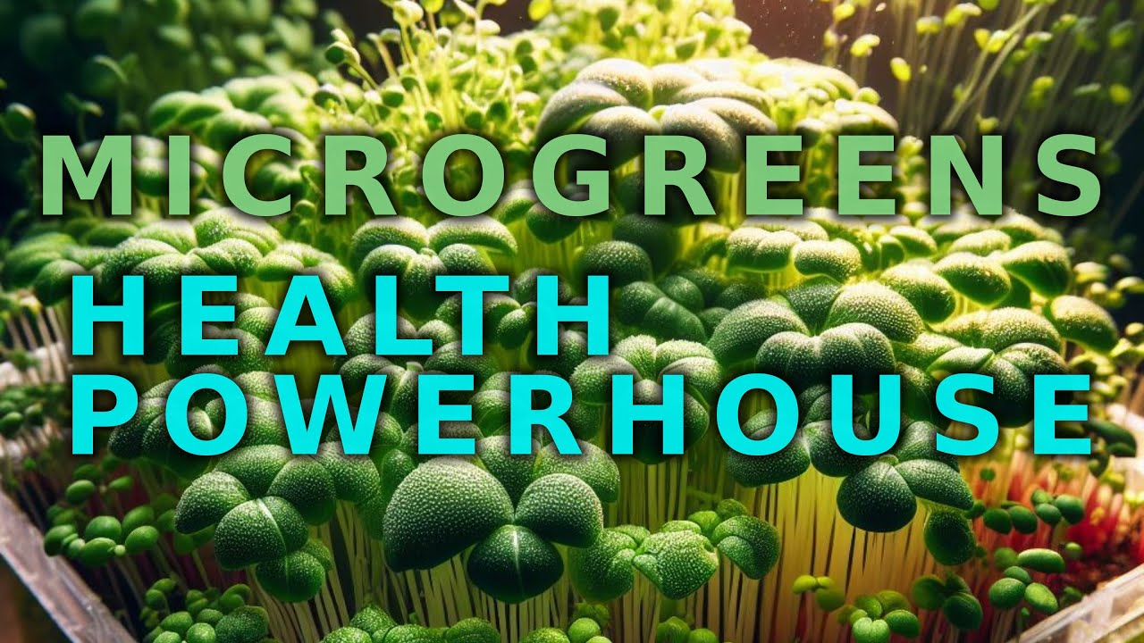 the-importance-of-microgreens-germs-and-sprouts-for-a-healthy-diet-is