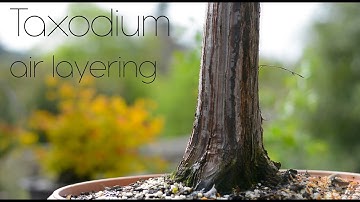 Taxodium distichum air layering - Arkefthos Bonsai