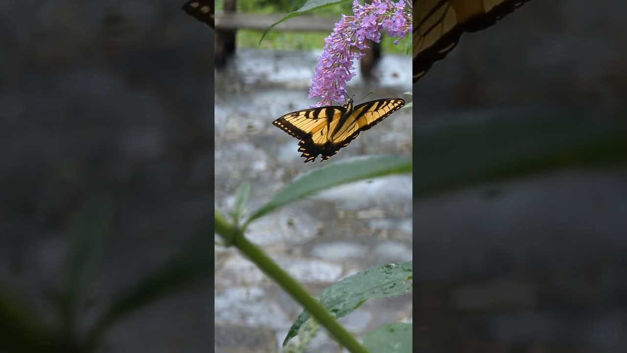 Butterflies fighting over a flower Eastern Tiger Swallowtail & a Pipevine Swallowtail