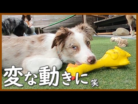 新しいオモチャへの反応が可愛すぎる子犬😆｜ポワくん・セラちゃん♪【ボーダーコリー】