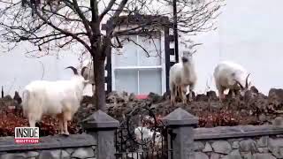 Wild animals wander through deserted cities under Covid-19 lockdown