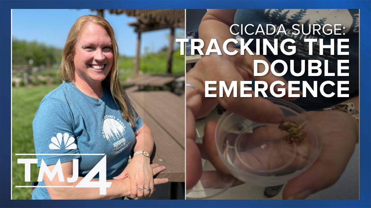 Cicada Surge: Waukesha naturalist explains 17-year phenomenon