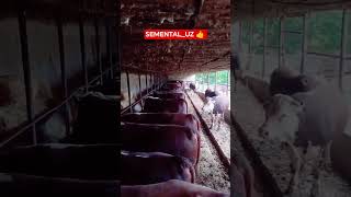 SEMENTALUZ#chorva#tiktok#instagram#farm#farming#cow#bull#ferma#geremfort#angus#avlikol#semental#buqa