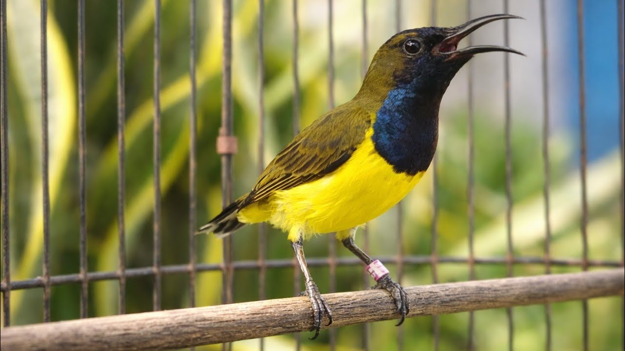 TERAPI SOGON BAHAN / MALAS BUNYI CEPAT BIKIN NYAUT