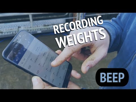 BEEP - Recording weights