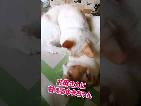 【ねこ動画】子猫ゆきちゃんのボブテイルどあっぷ☆ #shorts #猫 #ボブテイル