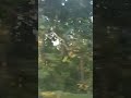 Nameri forest, ASSAM
