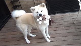 患者さんから頂いたおもちゃを秋田犬に与えたら秒で破壊されました。本当に申し訳ありません。