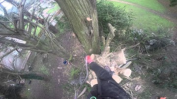 Singing tree rope runner descent.