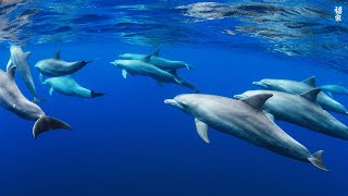 [NEW] 12HR Stunning 4K Underwater footage -Rare & Colorful Sea Life Video - Relaxing Sleep Music #14