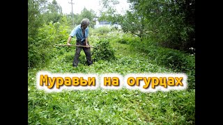 Муравьи на огурцах.  Откуда они берутся и почему с ними лучше жить в симбиозе.