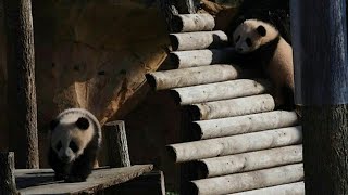 First outing for twin panda cubs born in French zoo | AFP