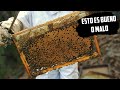 Que tan buena Sera la Cosecha con estas Abejas? Estamos aputo de descubrir algo interesante 🐝