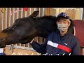 【TCC】好きがすぎて「馬フラー」化するゴルフくん💗ゴルシ弟《horse shelter》
