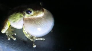 Loud Tree Frogs Can Keep You Up At Night.
