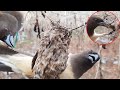 Rufous REAPS OFF Nest to Feed its babies with baby birds | Birds getting Eaten | Nest Attack | EP 17