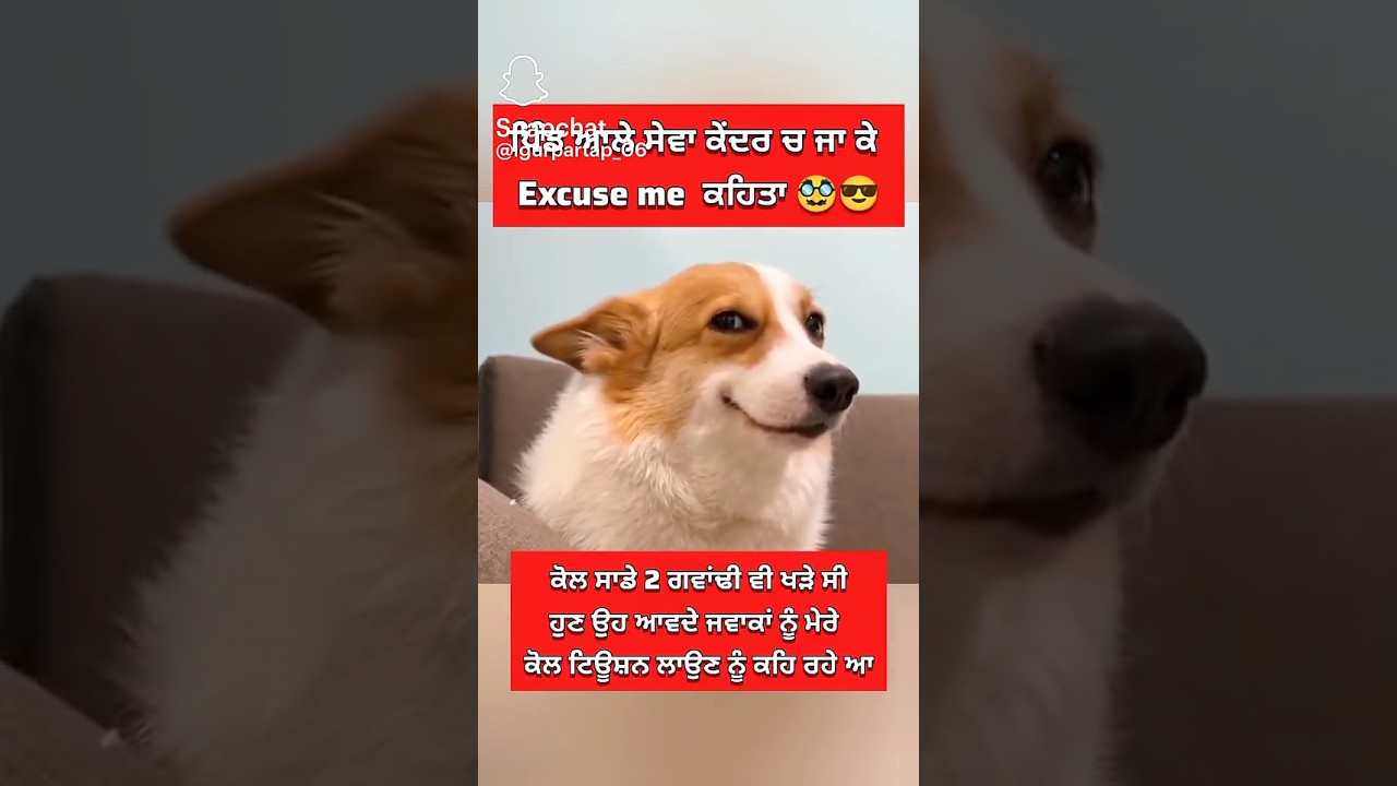 😂😂😂 Dog Smile 