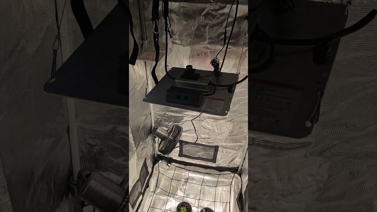 First ever growbox is standing. Mystery bag seeds from german random weed. lets see how it goes.🍁