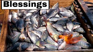 Ang Daming HULI | Fish Trap Fishing Method sa Ligawasan Marsh | LifewayPH